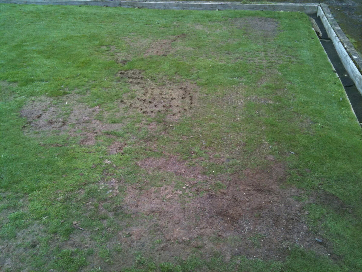 Bare patches and poor growth