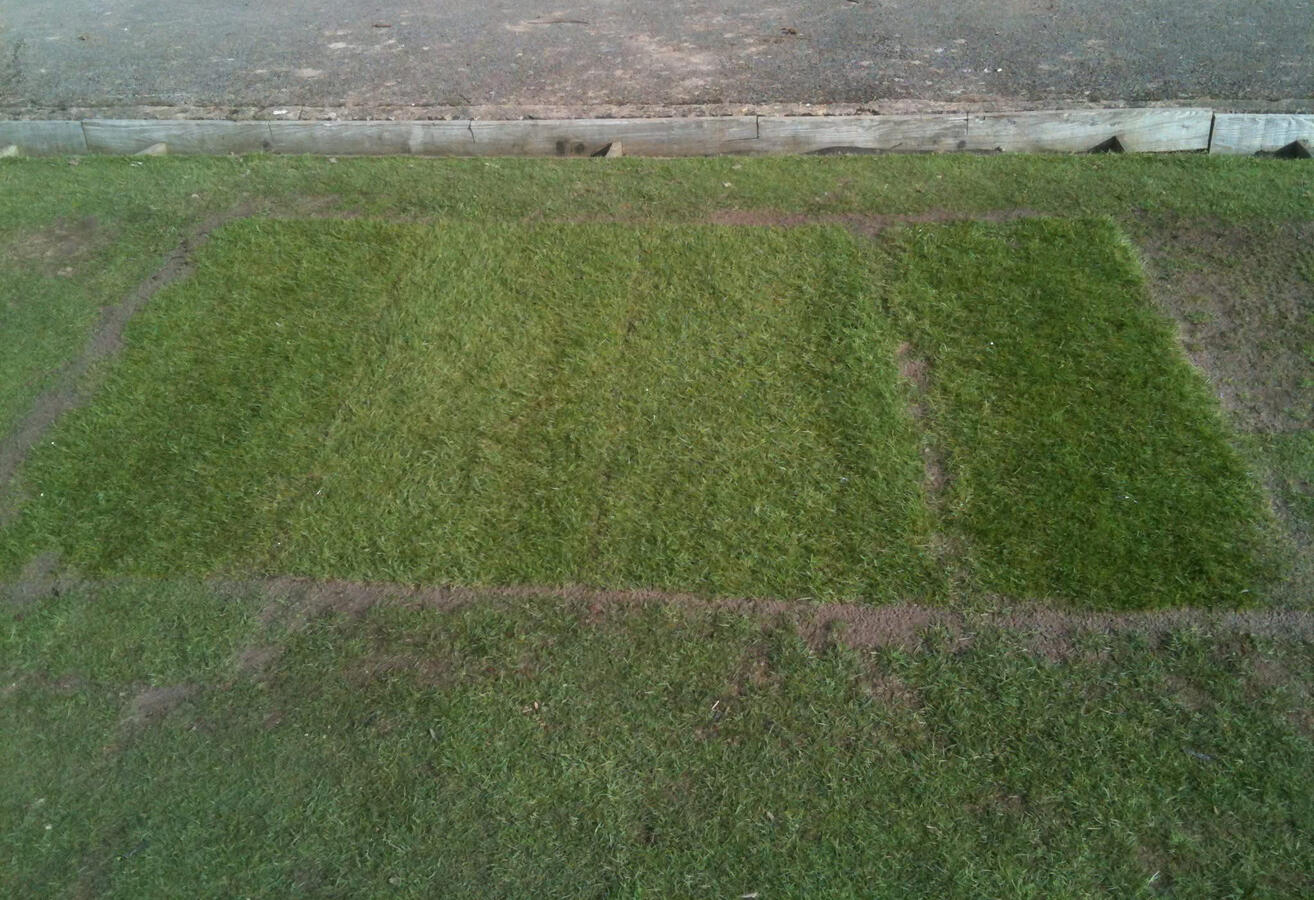 Returfed with fescue turf.